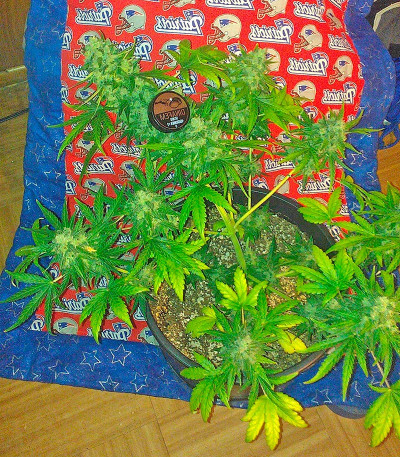 Сорт Roadrunner Autoflowering #2 fem