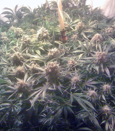 Сорт Ganesh Spirit fem (Sweet Seeds)