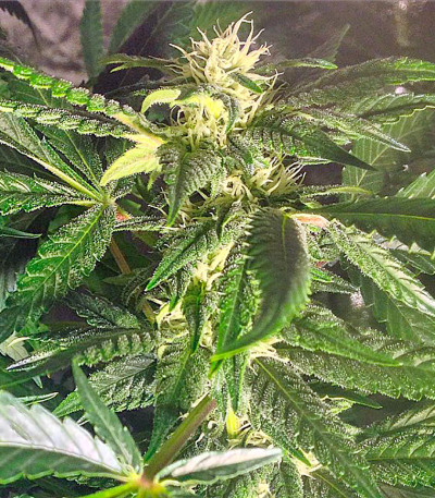 Сорт Afghan Kush Special fem (World of Seeds)