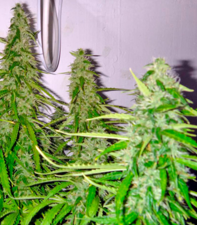 Сорт Autoflowering White Russian #1 fem (Serious Seeds)