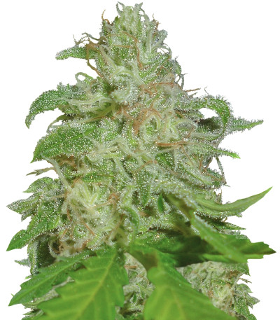 Сорт Sweet Black Angel fem (Samsara Seeds)