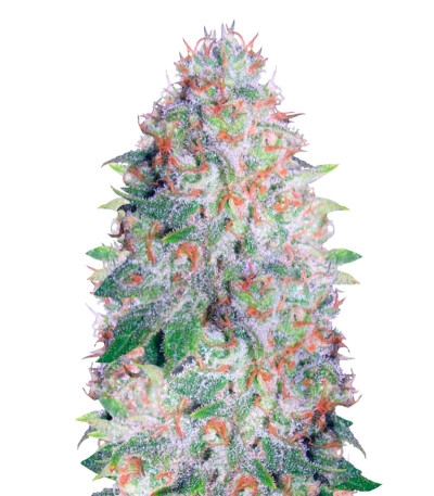 Сорт Auto Green Wild Shark fem (Victory Seeds)