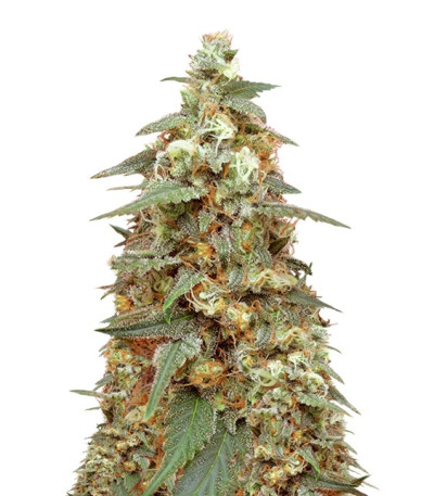 Сорт Mong-U-Mental fem (Dr. Krippling Seeds)