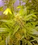 Сорт Damnesia Autoflowering fem (Strain Hunters)