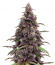 Сорт Keepers OG Autoflower fem (Seedkeepers)