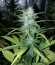 Сорт Buddha Calamity Jane auto fem (Buddha Seeds)