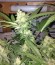 Сорт Red Leicester Tease fem (Dr. Krippling Seeds)