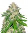 Сорт Berries & Cheese fem (Sumo Seeds)