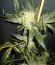 Сорт O.G. Kush fem (Royal Queen Seeds)