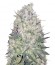 Сорт White Widow Original reg (Sumo Seeds)