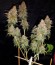 Сорт Power Flower fem (Royal Queen Seeds)