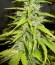 Сорт Devotchka Auto fem (Doctor’s Choice)