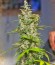 Сорт NYC Diesel Auto fem (Sweet Seeds)