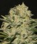 Сорт Northern Light fem (Royal Queen Seeds)