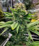 Сорт Jack Herer fem (Seedkeepers)