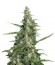 Сорт Pandora Auto fem (Paradise Seeds)