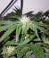Сорт Big Devil F1 Fast Version fem (Sweet Seeds)