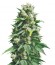 Сорт Santa Maria Auto fem (Sumo Seeds)