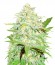Сорт Cali Gangsta Kush fem (Sumo Seeds)