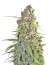 Сорт Buddha Calamity Jane auto fem (Buddha Seeds)