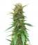 Сорт Outdoor Grapefruit fem (Female Seeds)