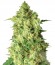 Сорт Afghan Cow fem (Dr. Krippling Seeds)