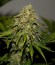 Сорт Critical fem (Royal Queen Seeds)