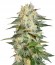 Сорт Afghan Kush Ryder Auto fem (World of Seeds)