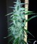 Сорт 2 Fast 2 Vast Auto fem (Heavyweight Seeds)