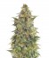 Сорт Vision Jack Auto Fem (Vision Seeds)