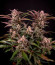 Сорт HighCloudZ Auto fem от Green House Seeds