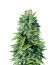 Сорт Crystal Queen fem (Vision Seeds)