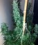 Сорт Turbo Bud Auto fem