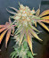 Сорт Rainbow Melon fem (FastBuds)