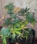 Сорт Royal AK Automatic fem (Royal Queen Seeds)