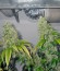 Сорт Chemdog fem (Green House Seeds)