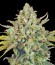 Сорт CBD-enriched Warlock fem (Serious Seeds)