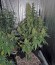 Сорт Haze Berry fem (Royal Queen Seeds)