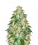 Сорт Russian Snow fem (Vision Seeds)