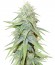 Сорт Grand Master Kush reg (Sumo Seeds)