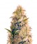 Сорт La Blanca Gold fem (Vision Seeds)