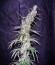 Сорт Hawaiian Snow fem (Green House Seeds)