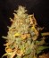 Сорт White Widow Automatic fem (Royal Queen Seeds)