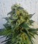Сорт Jack Herer fem (Vision Seeds)