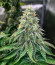 Сорт White Wedding RBX fem (Ethos Genetics)