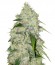 Сорт Bubble Gum fem (Serious Seeds)