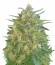 Сорт AK Full Autoy fem (Sumo Seeds)