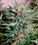 Сорт 2 Fast 2 Vast Auto fem (Heavyweight Seeds)