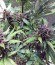 Сорт Devil Cream Auto fem (Sweet Seeds)