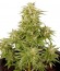 Сорт Royal Critical Automatic fem (Royal Queen Seeds)